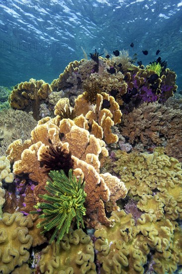 Intact coral reef with bennett's feather star