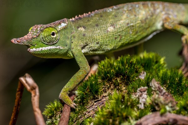 Will's two-horned chameleon