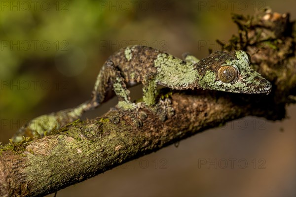 Mossy leaf-tailed gecko