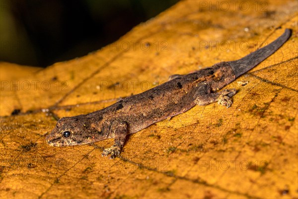 Small day gecko