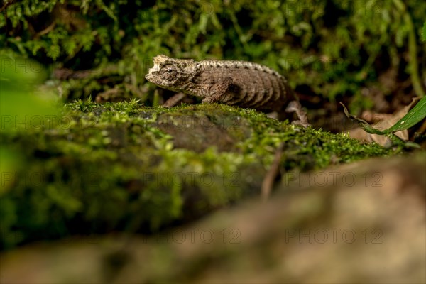 Montagne d Ambre Earth Chameleon