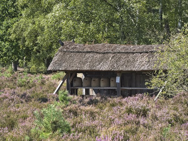 Beehives in a bee house with thatched roof in the Lueneburg Heath nature park Park. Wilseder Heide