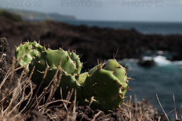 Cactus off the coast of Ponta dos Caetanos