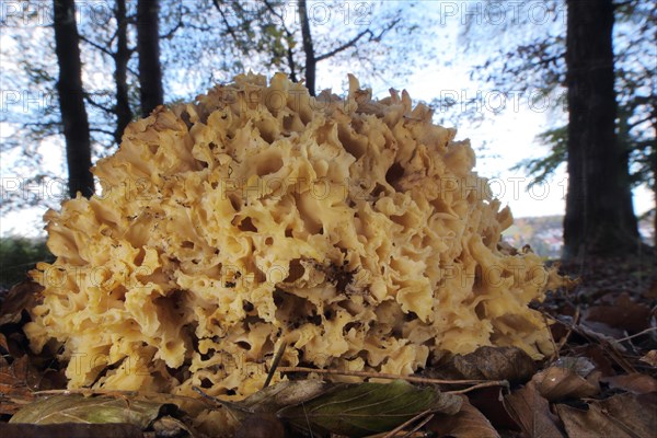 Wood cauliflower fungus