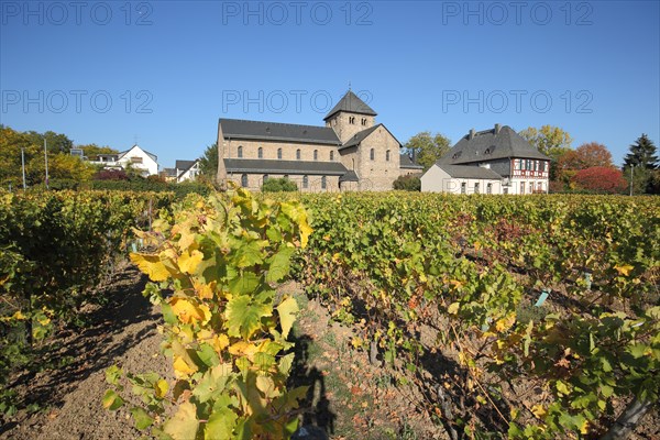 St. Aegidius Basilica in Romanesque style with vines in Mittelheim