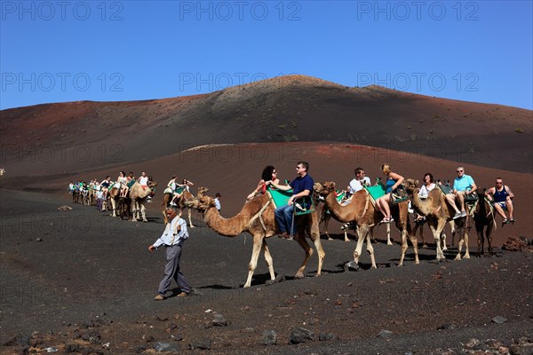 Dromedary Riding for Tourists in Timanfaya National Park