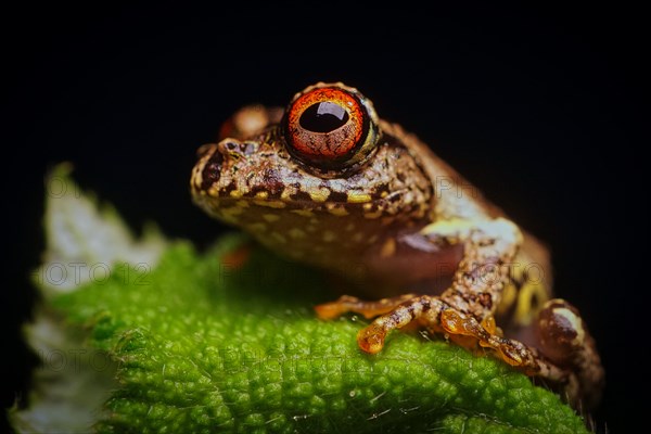 Madagascar Tree Frog