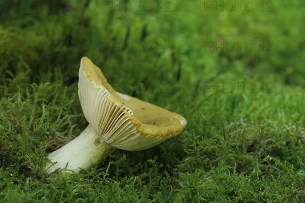 Ochre russula