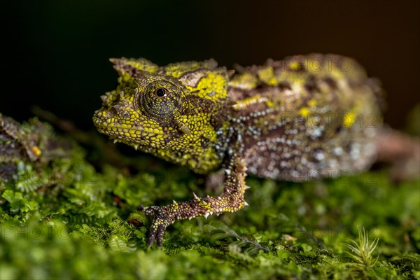 Variegated Earth Chameleon