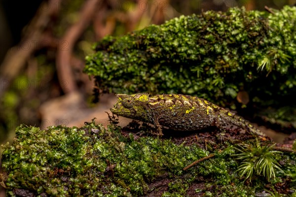 Variegated Earth Chameleon