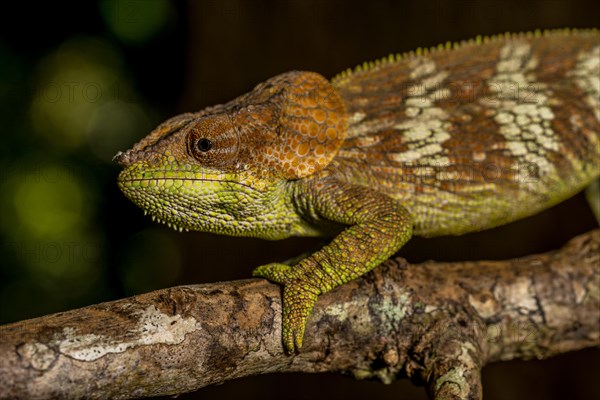 Amber Mountain amber chamaeleon