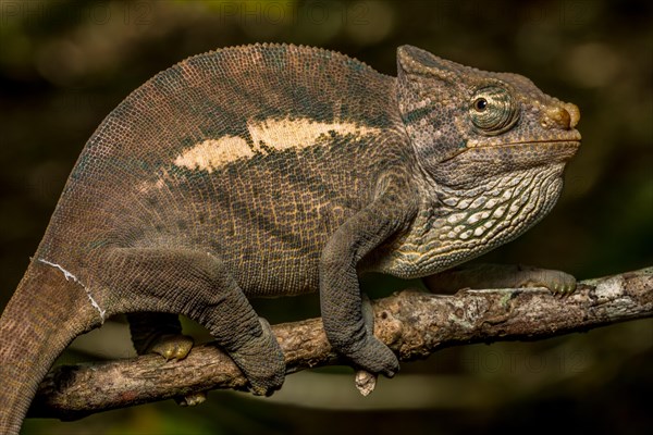 Amber Mountain amber chamaeleon