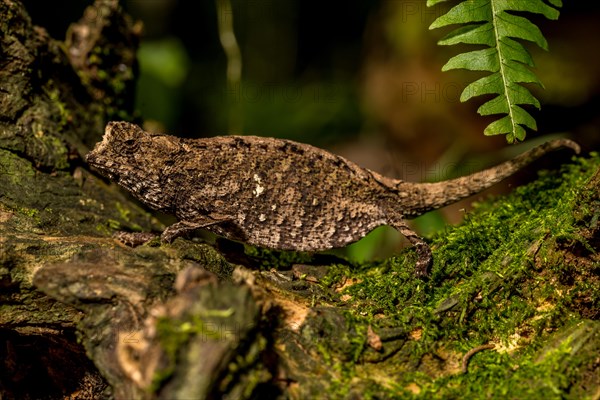 Antakarana ground chameleon