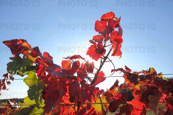 Grape vine