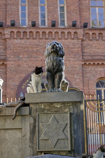 Cat sitting next to lion statue