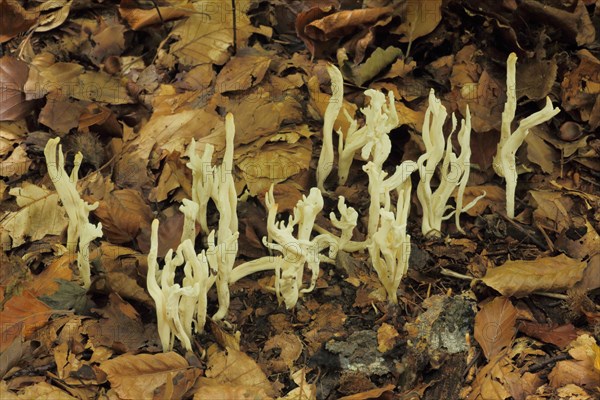 Comb-shaped coral