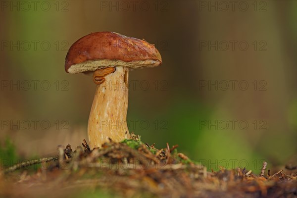 Bay bolete