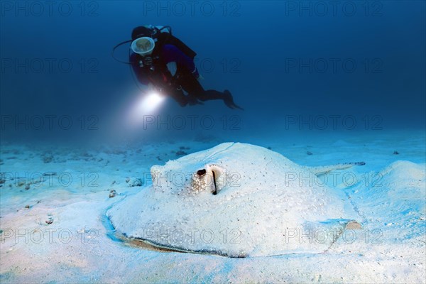 Diver with a torch observes hogfish