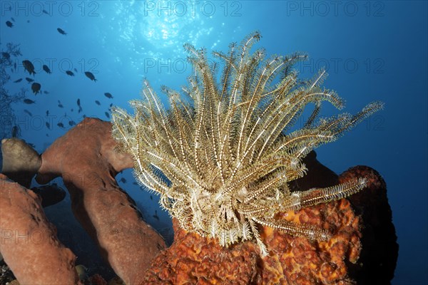 Feather star