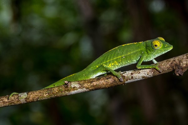 Marojejy chameleon