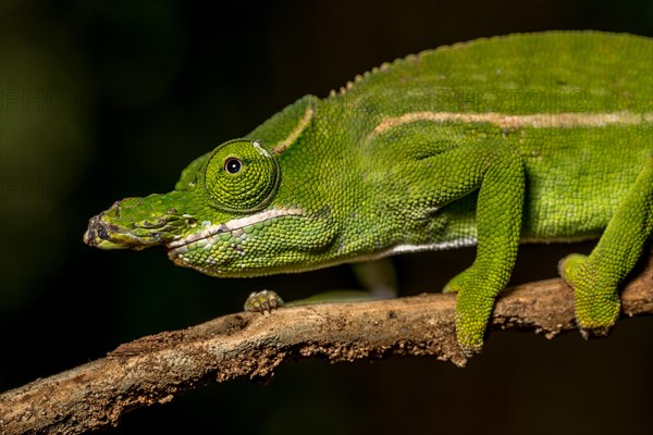 Petters petter's chameleon