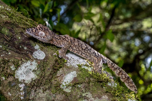 Giant leaf-tailed gecko