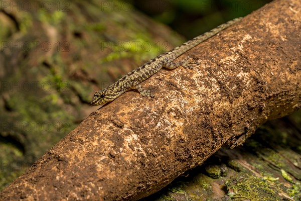 Day gecko