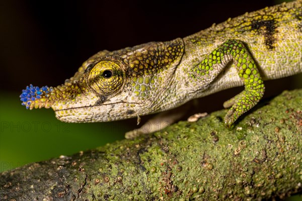 Blue-nosed Chameleon