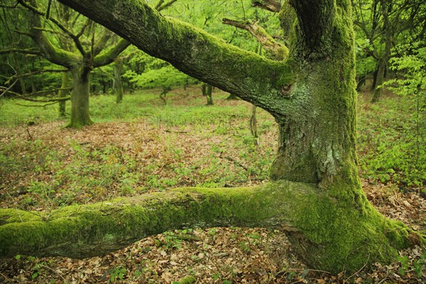 Sessile oak