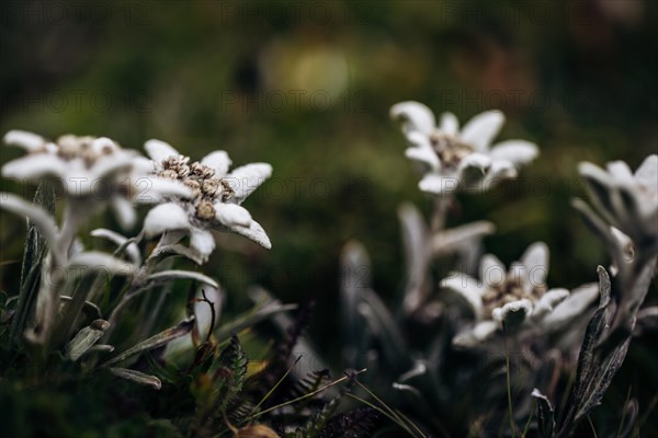 Alpine edelweiss