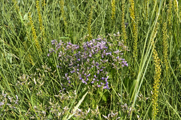 Salt marsh vegetation with flowering common sea lavender