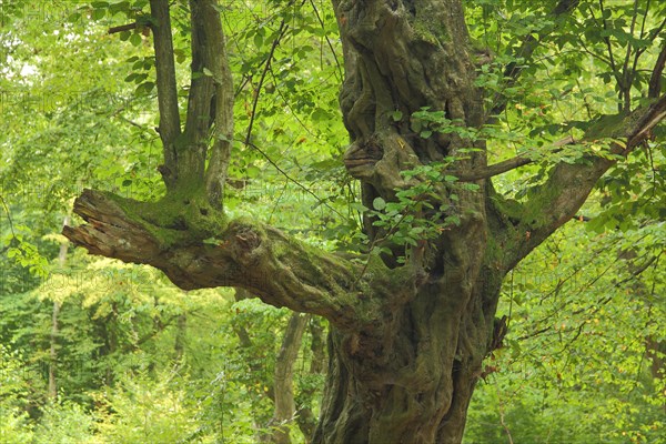 Gnarled copper beech