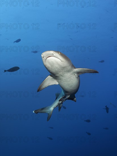 Whitetip reef shark