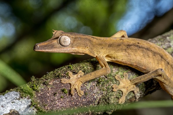 Striped lined leaf-tailed gecko