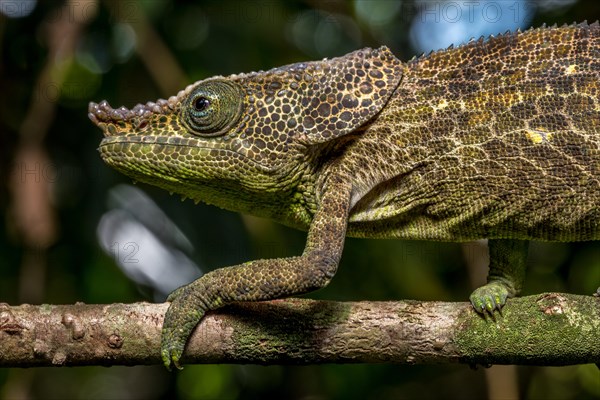 Malthes elephant-eared chameleon