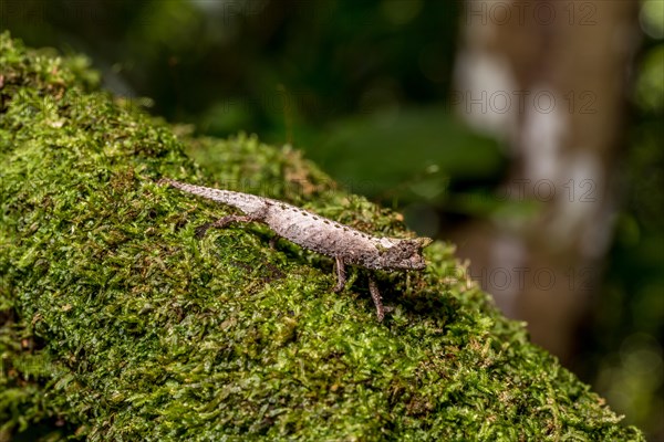 Marojejy Earth Chameleon