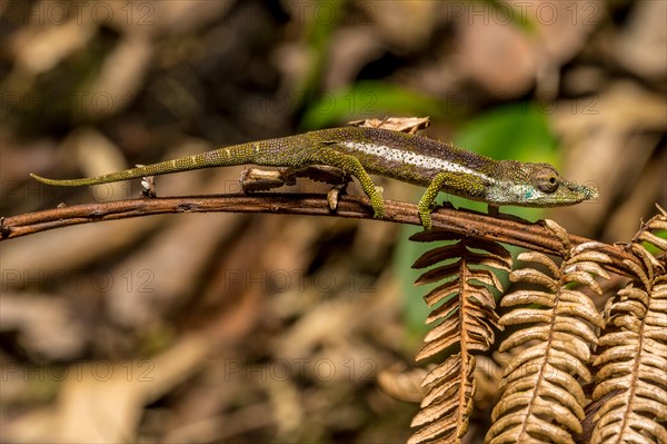 Radama calumma radamanus