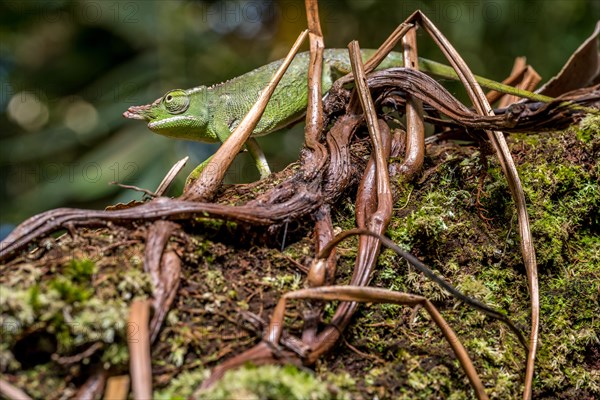 Will's two-horned chameleon