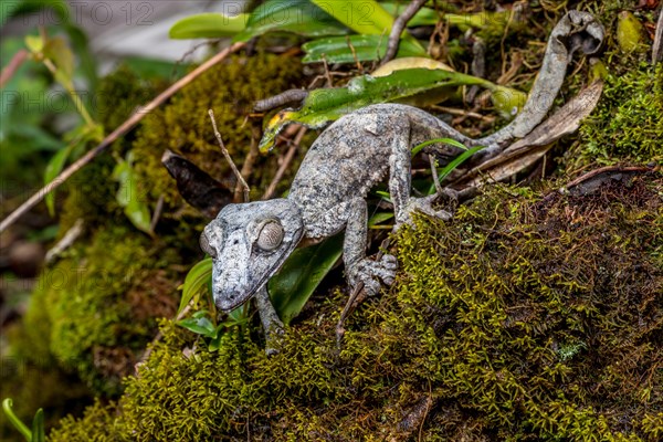 Giant leaf-tailed gecko