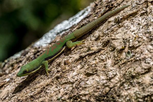 Striped day gecko