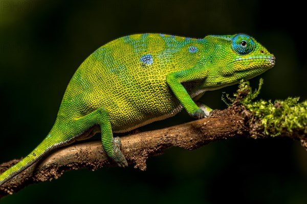 Petters petter's chameleon