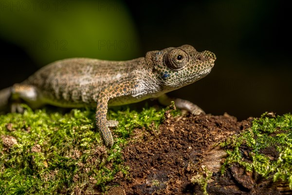 Radama calumma radamanus