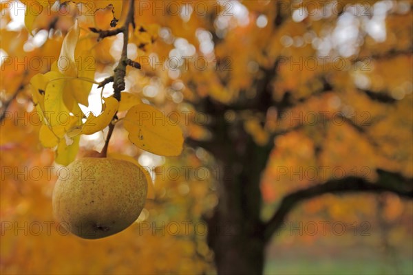 European pear