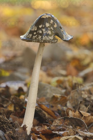 Coprinopsis picacea