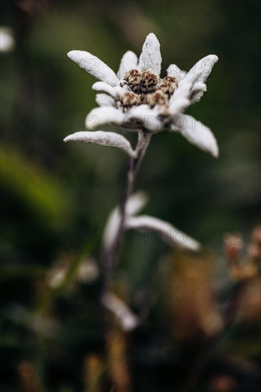 Alpine edelweiss