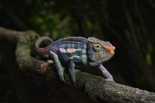 A male Montagne d Ambre amber chamaeleon