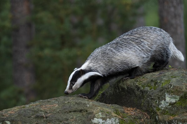 European badger