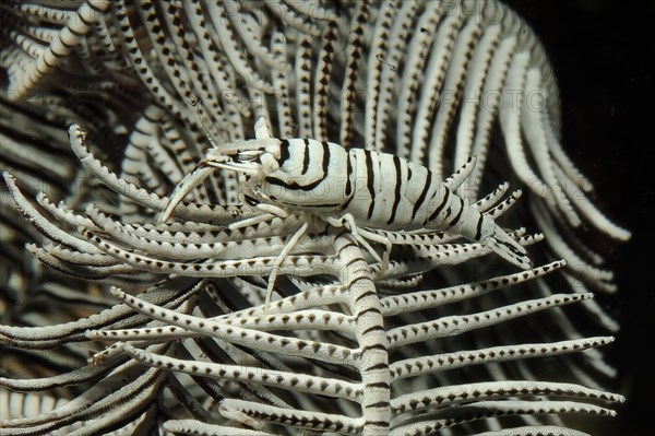 Camouflaged feather star