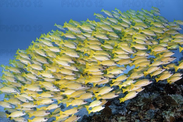 Shoal of Common bluestripe snapper