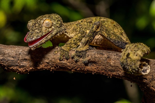 Henkel's flat-tailed gecko